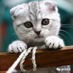 娱乐吃瓜君折耳猫原视频,从萌态到遗传病，带你了解这个特殊品种