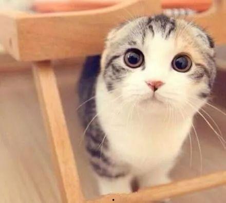 娱乐吃瓜君折耳猫原视频,从萌态到遗传病，带你了解这个特殊品种