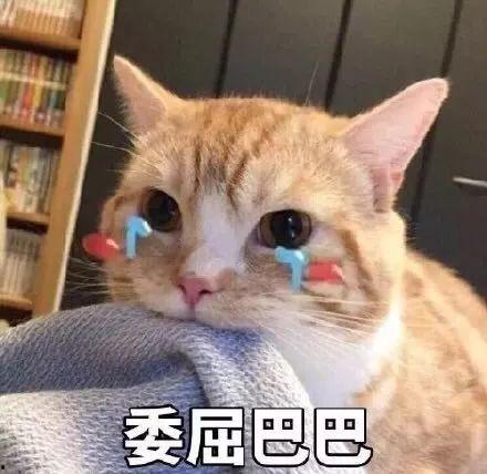 娱乐吃瓜君折耳猫原视频,从萌态到遗传病，带你了解这个特殊品种