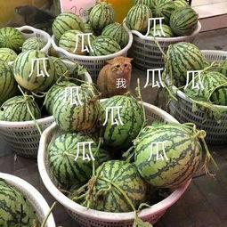 壁纸娱乐吃瓜,揭秘“吃瓜”文化背后的娱乐热点与心理现象