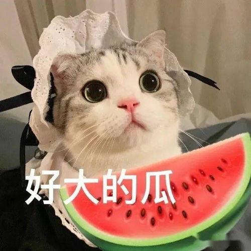 娱乐吃瓜君七七和折耳猫,七七与折耳猫事件背后的伦理与情感纠葛”