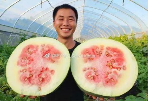 西瓜视频吃瓜猪娱乐,趣味短视频，轻松畅享欢乐时光
