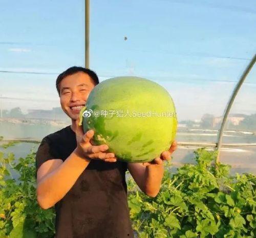 西瓜视频吃瓜猪娱乐,趣味短视频，轻松畅享欢乐时光